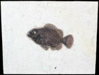 Priscacara Fossil Fish - Wyoming #63356-1